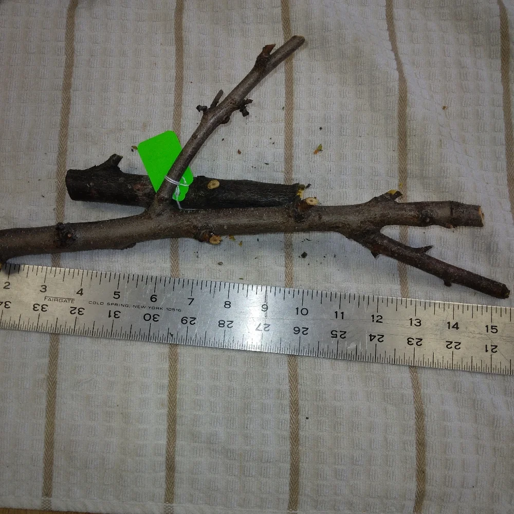 Peach Tree Branches for Crafting Isopods Reptiles Terarrium Jararrium Vivarium